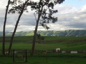 a green field with two trees and a fence at Blarney Stone Cottage in Killarney +15 photos