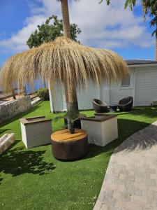 a palm tree in a yard with a grass umbrella at Gándara lodge in Tijoco de Abajo