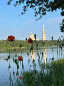 a group of red flowers in front of a body of water at DOMKI Nad Jeziorami Niedźwiady in Ślesin