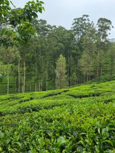 Foto de la galería de Powysland Bungalow en Nuwara Eliya