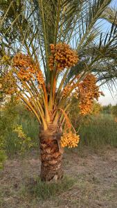 Fotografie z fotogalerie ubytování Dar Jamila - Au coeur de l'Oasis - v destinaci Gabès