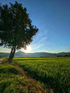 a tree in the middle of a green field at AzYaa Homestay in Langkawi Islands +6 photos