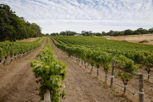 un vignoble avec des rangées de vignes vertes dans l'établissement Birak Cottage at Windance, à Yallingup
