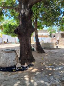 Imagem da galeria de Chez Fatou - Immersion au cœur du Sénégal 