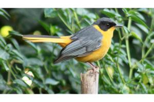 Φωτογραφία από το άλμπουμ του The Sullies, Morgan Bay σε Morganʼs Bay