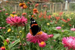 ボースタッドにあるBäckdalens Bed and Breakfast & Caféのピンクの花に蝶が座っている