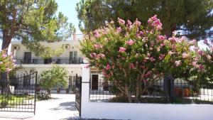 エディプソスにあるPark Hotel Edipsosの塀前のピンクの花の木