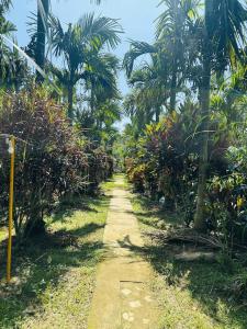 a dirt path in a garden with palm trees at Nature Stay - Private Water Stream and a Pool in Aldūr
