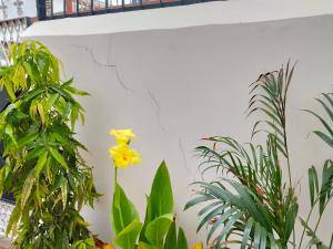 a group of plants against a white wall with a yellow flower at B K Palace in Ayodhya