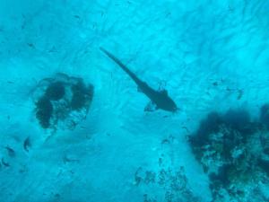 a diver and a fish in the water at Equator Sandy Beach in Kondey +18 photos