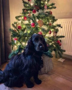 un chien noir debout devant un sapin de Noël dans l'établissement Chalet Tournesol Durbuy, à Durbuy