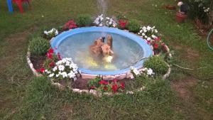 a gardenificialificialificialificialificialificialificialificialificialificialificialificialificialificial at Salvanos Residence in Ipsos