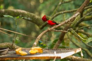 two red birds perched on a tree branch at Pousada Valle dos Pássaros in Penedo