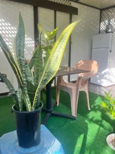 a potted plant sitting on a table next to a chair at Fare Mahagariki in Haapiti