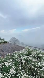 un campo di fiori bianchi su una spiaggia di Horizon Coffee-Homestay Đà Lạt a Xuan An