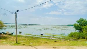 a large body of water with animals in it at Coastal Heaven in Pottuvil
