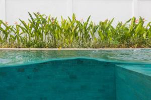 una piscina azul con plantas en el fondo en Zendaya Bali Villas, en Denpasar