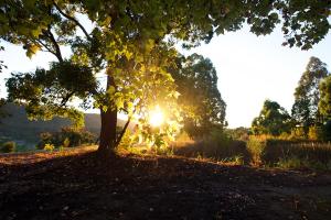 drzewo na polu ze słońcem za nim w obiekcie Clarendon Forest Retreat w mieście Possum Brush