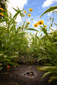 a field of yellow flowers with the sky in the background at Blue Sea Pension 