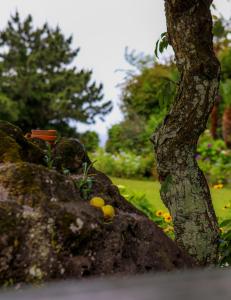 a rock with moss on it next to a tree at Blue Sea Pension 