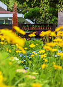 a field of yellow flowers in a garden at Blue Sea Pension  +14 photos