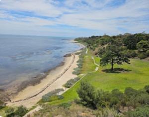 a tree on a hill next to a beach at Bay View's in Clifton Springs