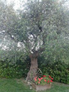 A garden outside B&B La Rosa Antica