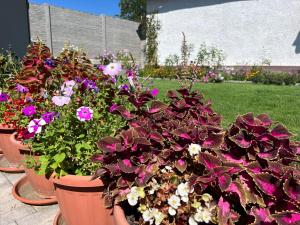 En have udenfor Sziget Vendégház Parád