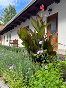 En have udenfor Sziget Vendégház Parád