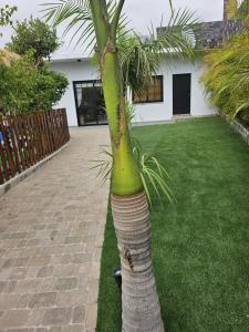 Una palmera con copa verde sobre un césped en Ibis, en Tijoco de Abajo