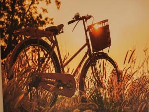 a bike with a basket sitting in the grass at Anaga Tucho Natural Beach House in Santa Cruz de Tenerife
