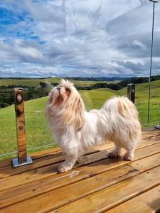 a small dog standing on a wooden deck at Parador dos Canyons in Cambará