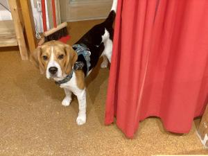 a brown and white dog standing next to a table at Chambre privée pour routard dans un appartement partagé in Strasbourg +20 photos