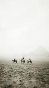 three horses galloping in the desert on a field at Pyramids Acme Inn in Nazlet el-Sîsi