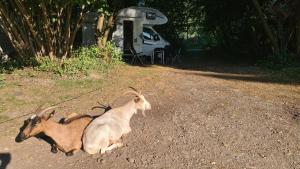 a goat sitting on the ground next to a trailer at Camping: bring your tent or van in Feldkirchen bei Graz