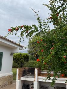 a tree in front of a white house with red flowers at Ideal house for two families with pool and barbecue in Palmanyola