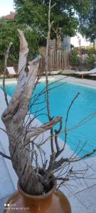 a fake tree in a vase next to a swimming pool at Casa Ermida in Pincães