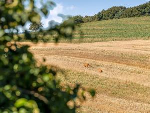 two brown horses grazing in a field at Holiday Home Berner - 500m to the fjord by Interhome in Flovtrup +22 photos