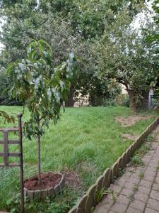 a small tree in a garden next to a sidewalk at Saint Malo - Chambre cocooning- A la campagne in Saint Malo