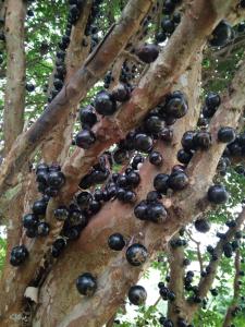 a bunch of black berries on the branches of a tree at Fazenda Neuchatel in Guaratinguetá