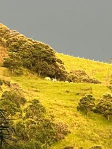 a grassy hill with animals grazing on it at Fazenda Neuchatel in Guaratinguetá +4 photos
