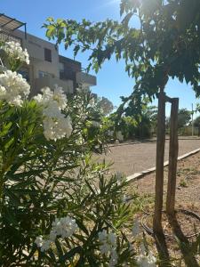 a tree with white flowers in front of a building at Appartement proche mer in Le Muy