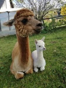 a llama and a lamb sitting in the grass at Biohof Kroisleitner Ferienwohnung Abendsonne 