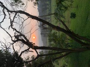ein Ast vor einem Gebäude in der Unterkunft Verdant Treehouse in Kigali