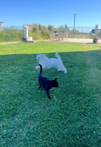 Gallery image of Camping villa lake shkodra in Omarë