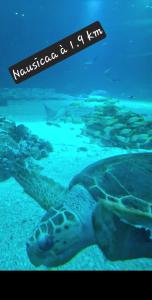 a sea turtle swimming in the water with a sign at Spacieuce maison proche de Nausicaa, gare et remparts, 3 chambres, Free Parking, Netflix, Primes Video, Free Wifi, bicycle parking in Boulogne-sur-Mer +51 photos