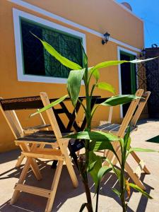 a couple of chairs and a plant in front of a house at Casa Cores da Redonda! in Icapuí