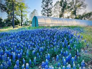a field of blue flowers in front of a building at Blissful Acres hilltop cottage in Grass Valley