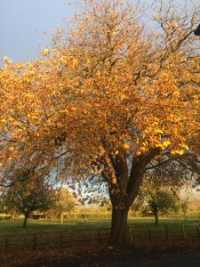 Ein Baum mit Herbstblättern auf einem Feld in der Unterkunft Four Seasons Cottage - in the Cotswolds in Tewkesbury