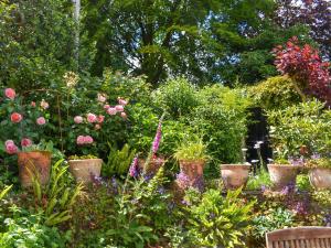 a garden filled with lots of different types of plants at Hollyhocks Cottage in Helland